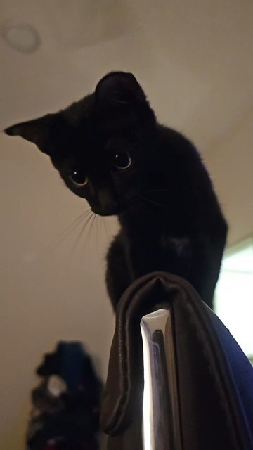 Bentley  - Domestic Short Hair Cat