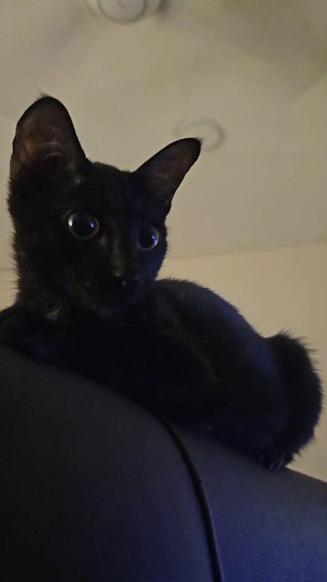 Bentley  - Domestic Short Hair Cat