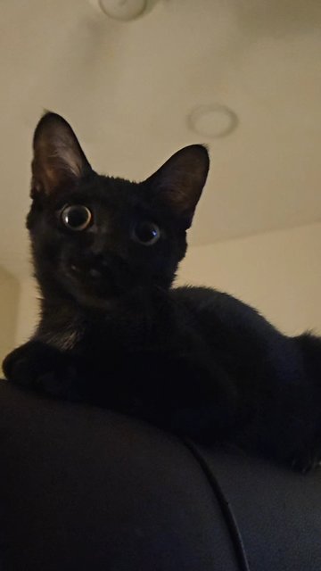 Bentley  - Domestic Short Hair Cat