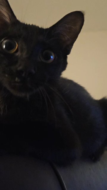 Bentley  - Domestic Short Hair Cat