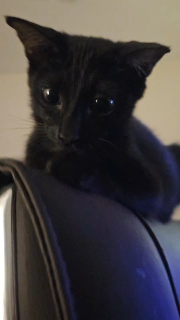 Bentley  - Domestic Short Hair Cat