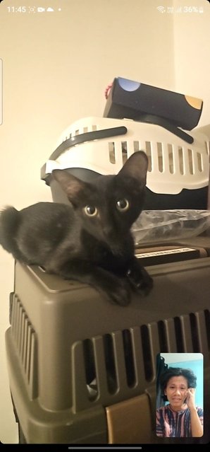 Bentley  - Domestic Short Hair Cat