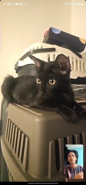 Bentley  - Domestic Short Hair Cat