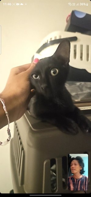 Bentley  - Domestic Short Hair Cat