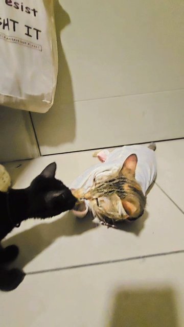 Bentley  - Domestic Short Hair Cat