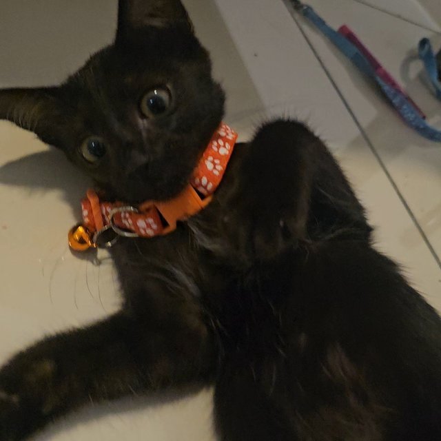 Bentley  - Domestic Short Hair Cat
