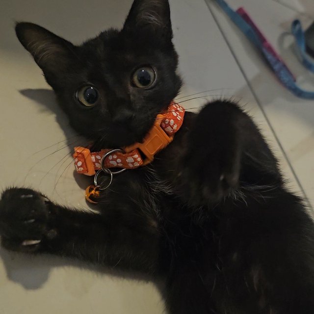 Bentley  - Domestic Short Hair Cat