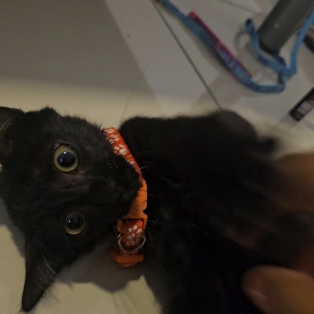 Bentley  - Domestic Short Hair Cat