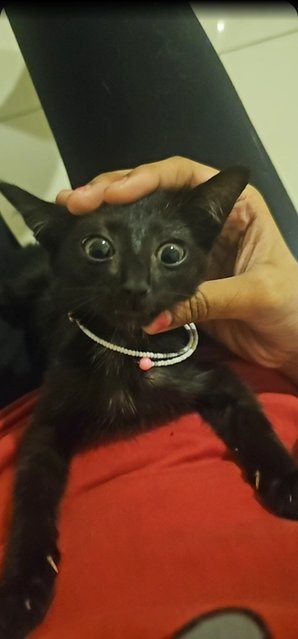 Bentley  - Domestic Short Hair Cat