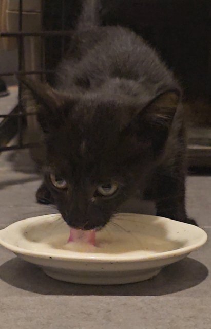 Bentley  - Domestic Short Hair Cat