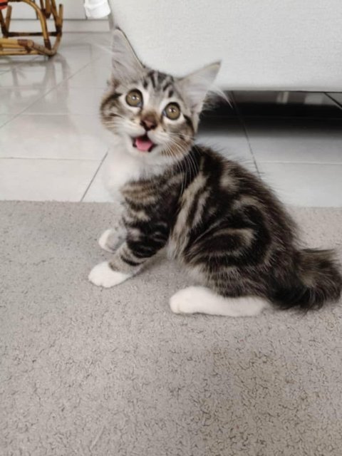 Eloise - Domestic Long Hair Cat