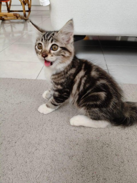 Eloise - Domestic Long Hair Cat
