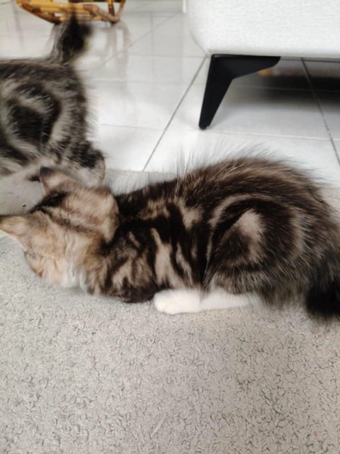 Eloise - Domestic Long Hair Cat