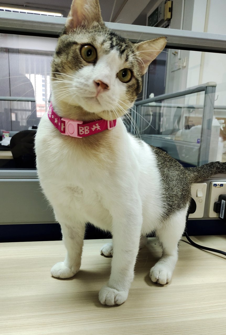 Sunny  - Domestic Short Hair Cat