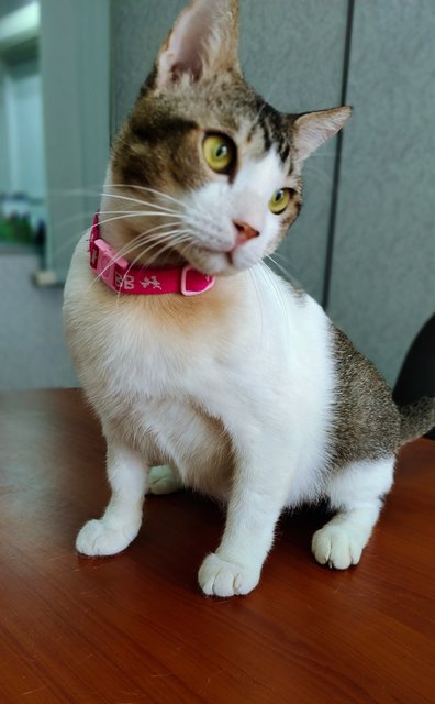 Sunny  - Domestic Short Hair Cat