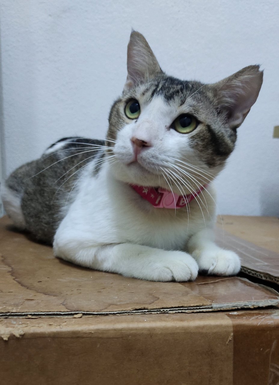 Sunny  - Domestic Short Hair Cat
