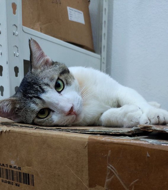 Sunny  - Domestic Short Hair Cat