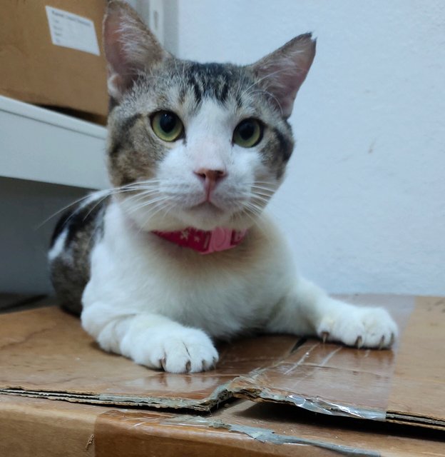 Sunny  - Domestic Short Hair Cat
