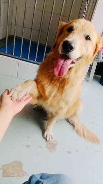 Maya - Golden Retriever Dog