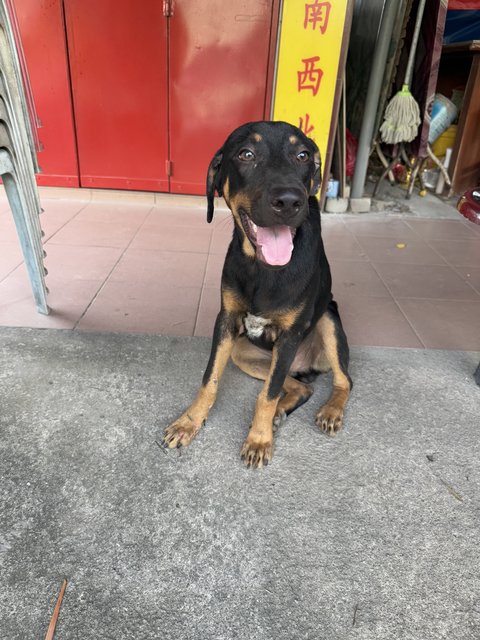 Kiki, Mocha &amp; Coca - Mixed Breed Dog