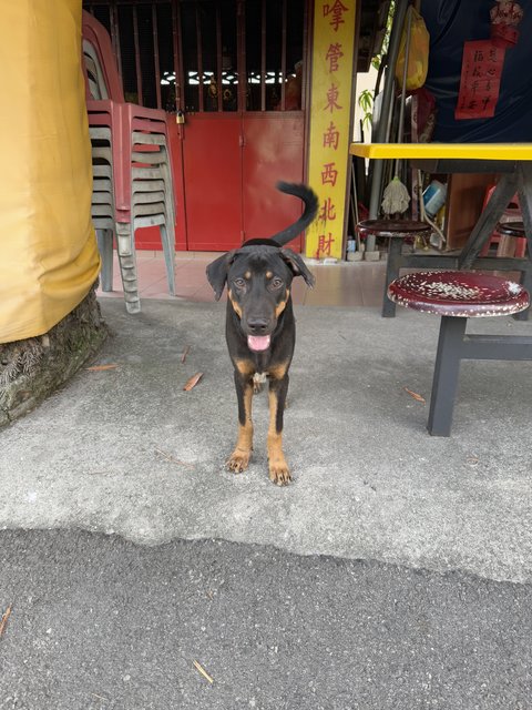 Kiki, Mocha &amp; Coca - Mixed Breed Dog