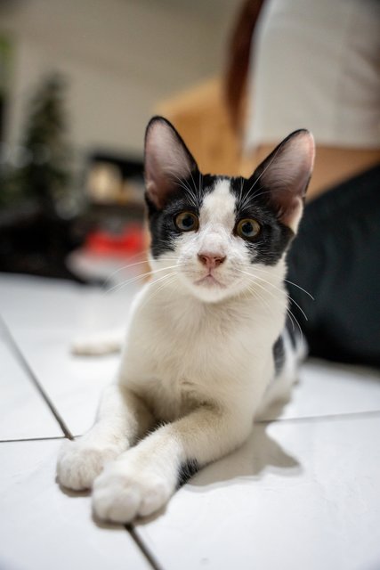 Coffee, Milo &amp; Teh Beng - Domestic Short Hair Cat