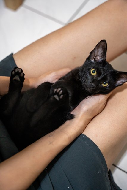 Coffee, Milo &amp; Teh Beng - Domestic Short Hair Cat