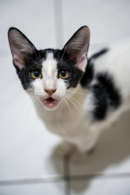Coffee, Milo &amp; Teh Beng - Domestic Short Hair Cat