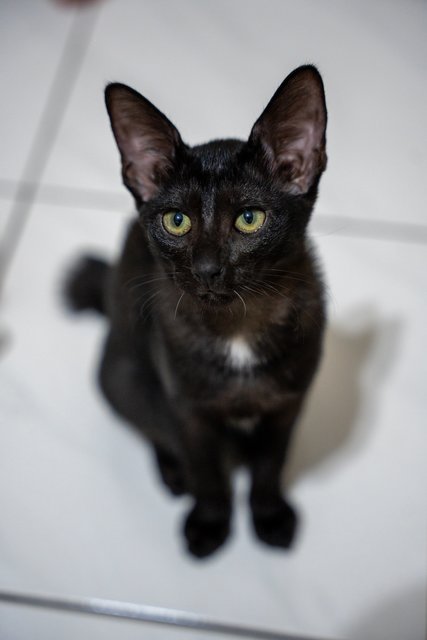 Coffee, Milo &amp; Teh Beng - Domestic Short Hair Cat