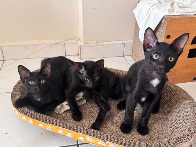 Coffee, Milo &amp; Teh Beng - Domestic Short Hair Cat