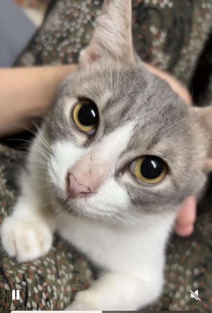 Bingo - Domestic Short Hair Cat