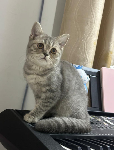 Cookie - British Shorthair + Scottish Fold Cat