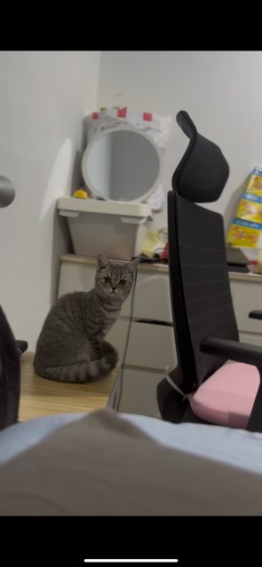Cookie - British Shorthair + Scottish Fold Cat
