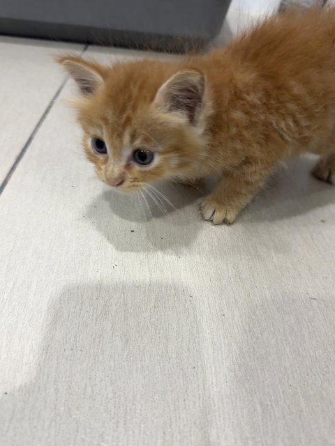 Brienne - Domestic Medium Hair Cat