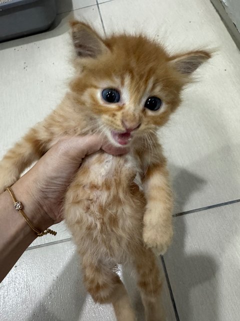 Brienne - Domestic Medium Hair Cat