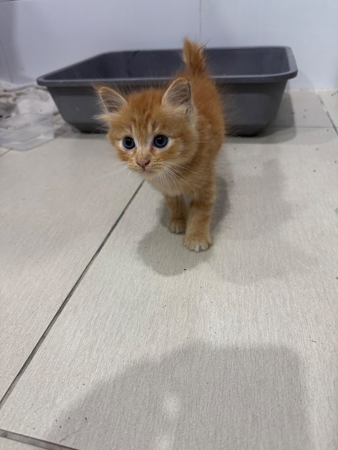 Brienne - Domestic Medium Hair Cat