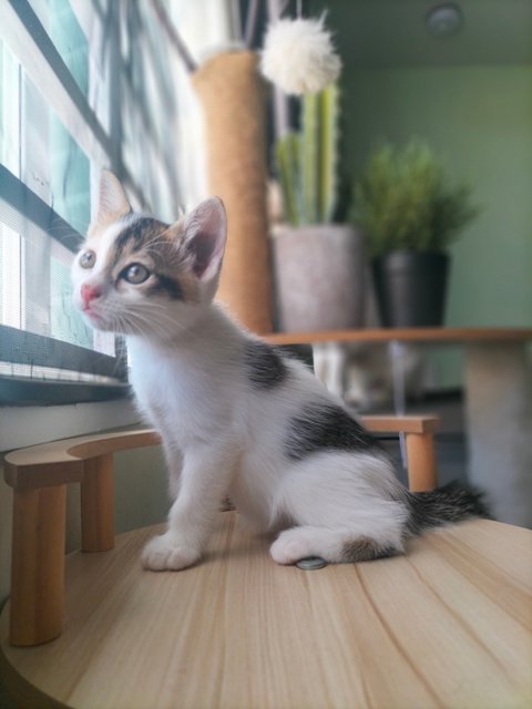 Missy - Domestic Short Hair Cat