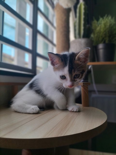 Missy - Domestic Short Hair Cat