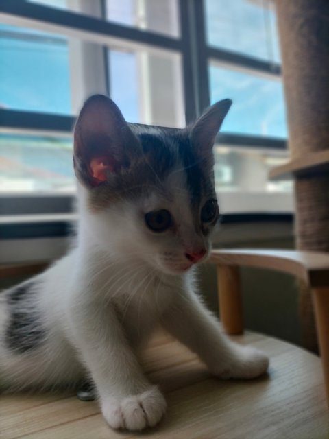 Missy - Domestic Short Hair Cat