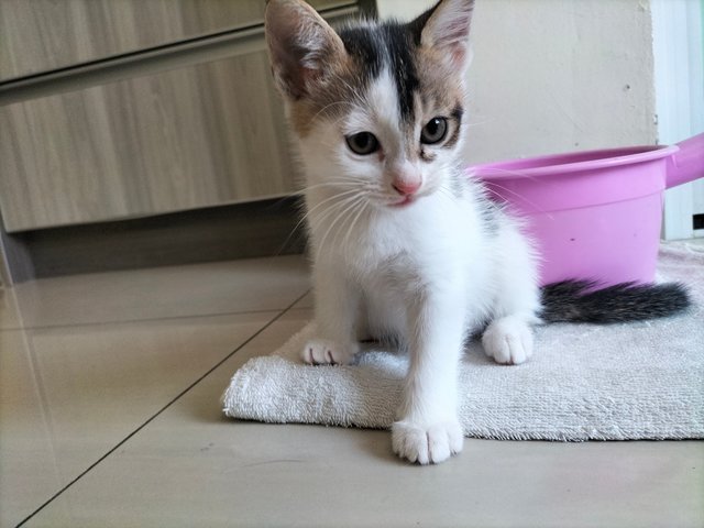 Missy - Domestic Short Hair Cat