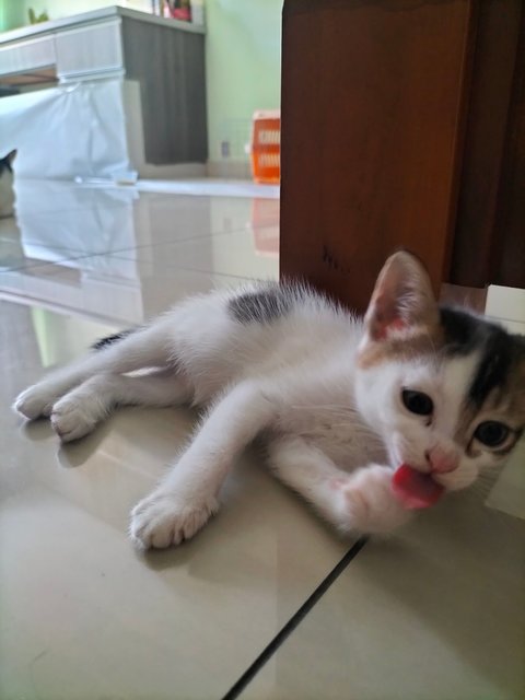 Missy - Domestic Short Hair Cat