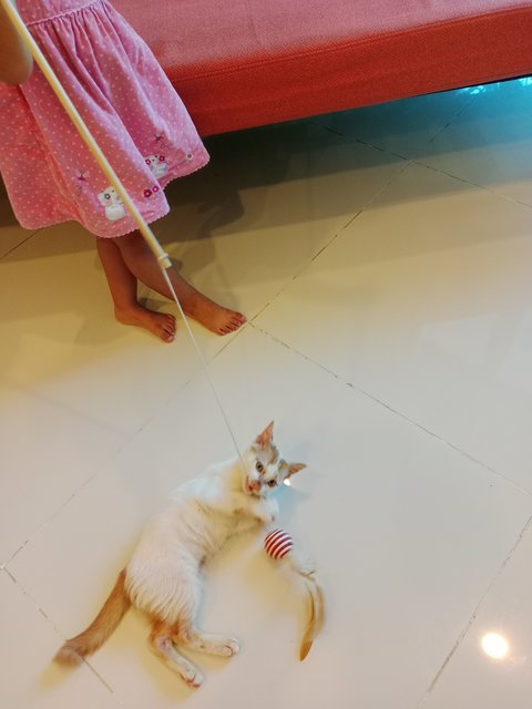 Melina And Pichu - Domestic Short Hair Cat