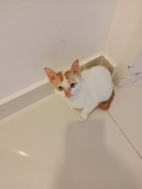 Melina And Pichu - Domestic Short Hair Cat