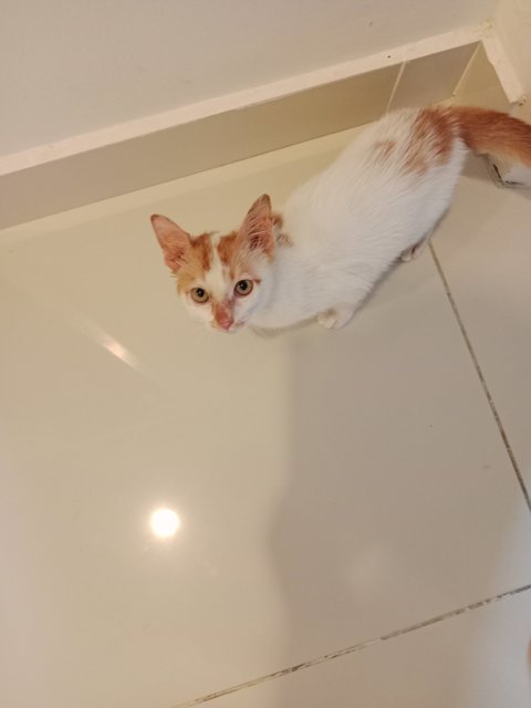 Melina And Pichu - Domestic Short Hair Cat