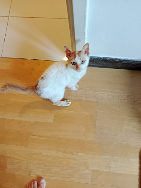 Melina And Pichu - Domestic Short Hair Cat