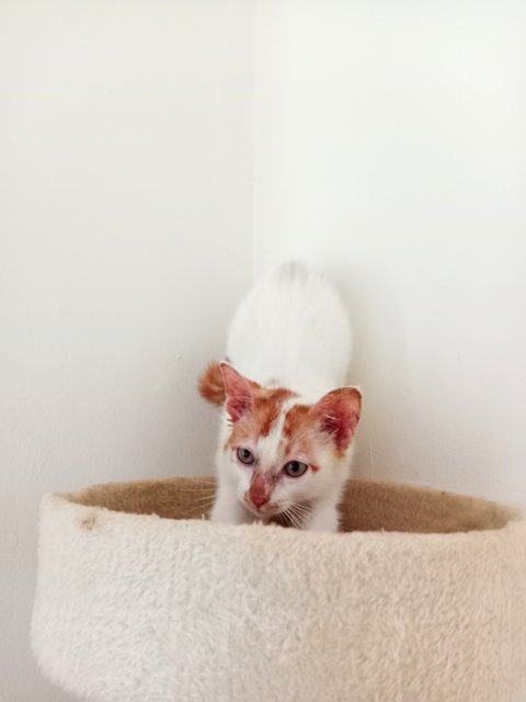 Melina And Pichu - Domestic Short Hair Cat