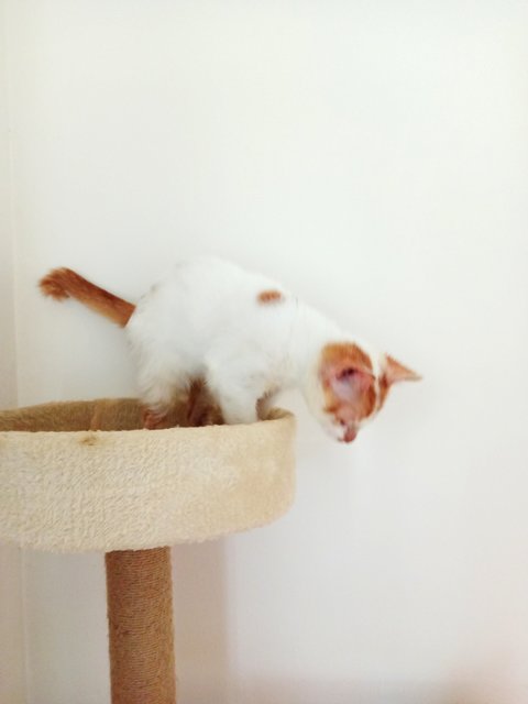 Melina And Pichu - Domestic Short Hair Cat