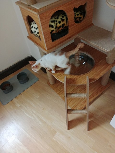 Melina And Pichu - Domestic Short Hair Cat