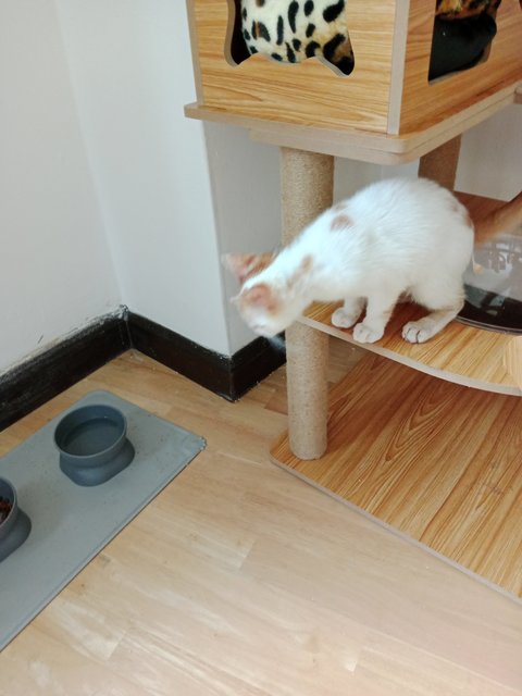 Melina And Pichu - Domestic Short Hair Cat
