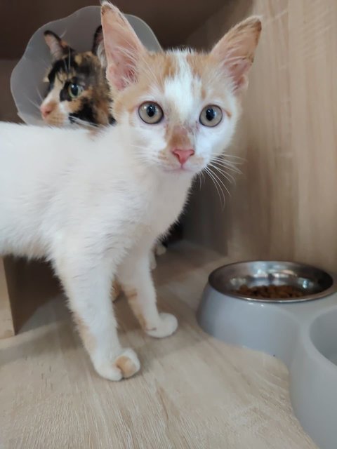 Melina And Pichu - Domestic Short Hair Cat